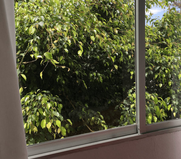 Los ficus casi entran por la vivienda de esta vecina de Salinetas / TA